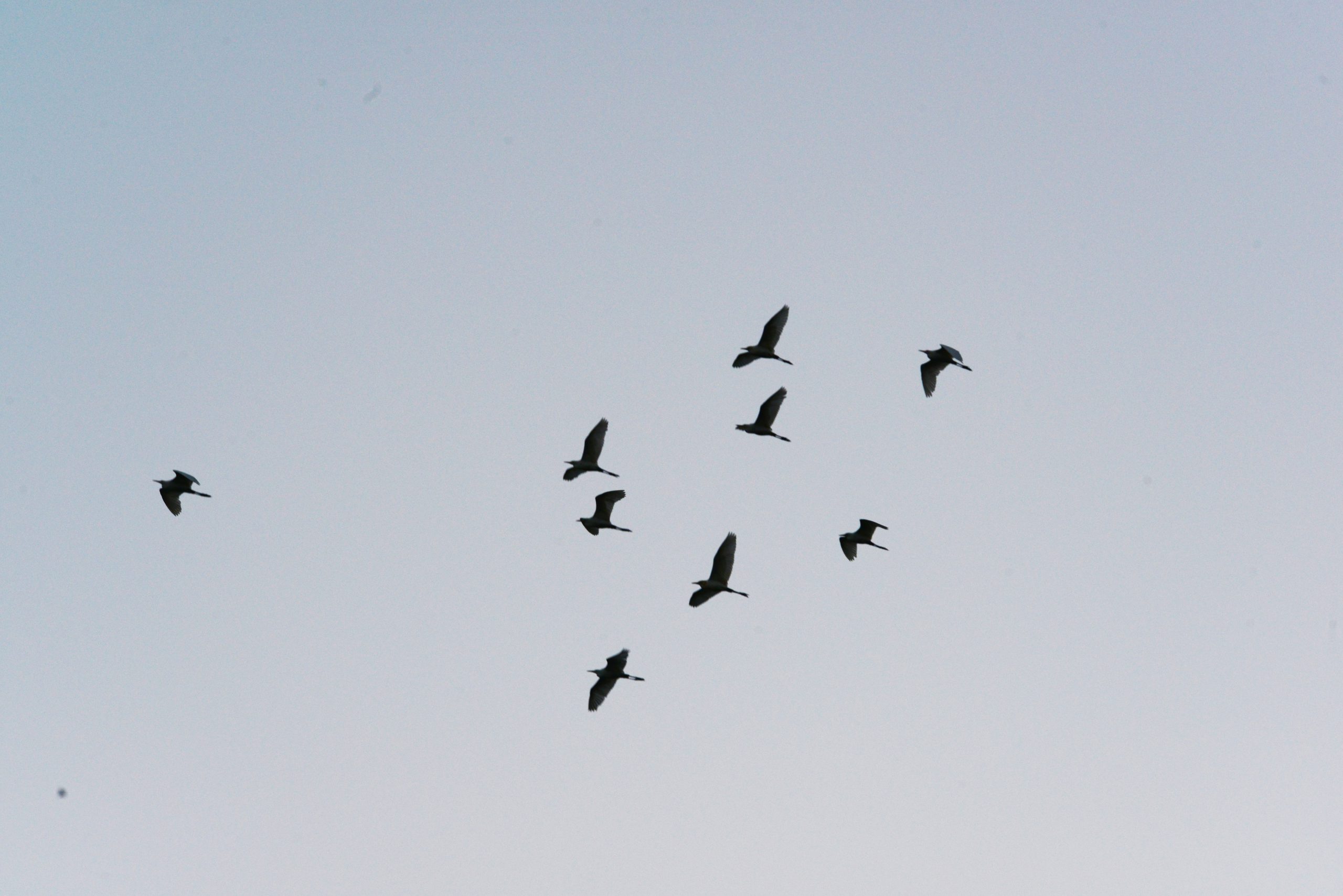 夜明けには様々な種類の野鳥が飛来する