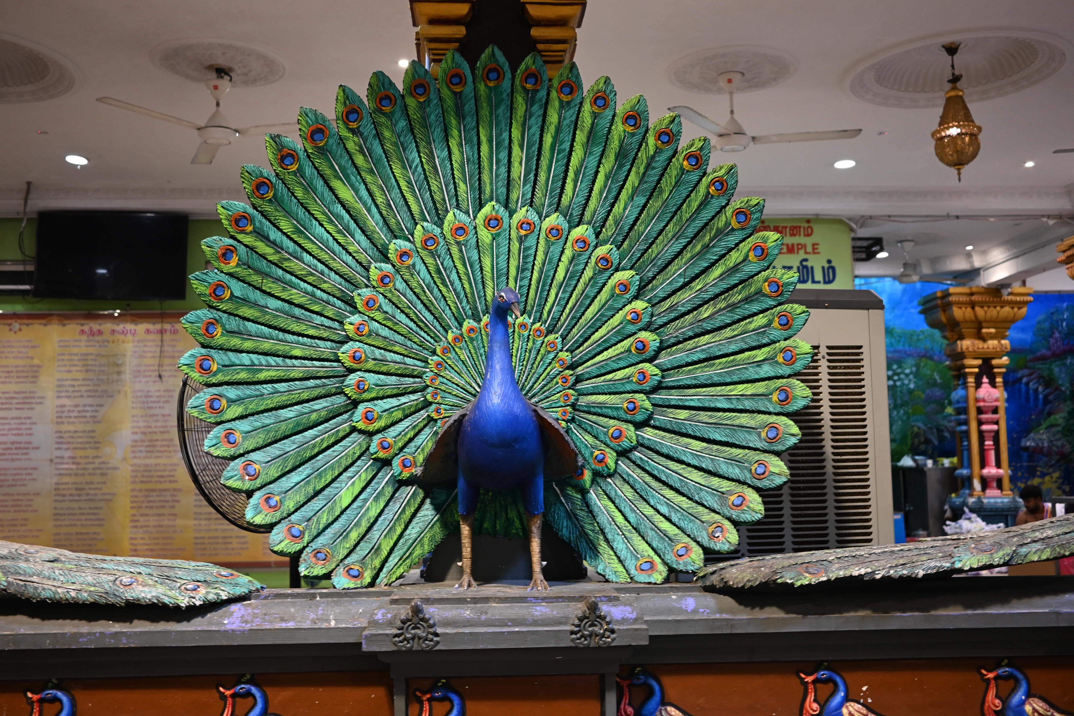 クジャクは神聖な鳥であり、ムルガン神の乗り物