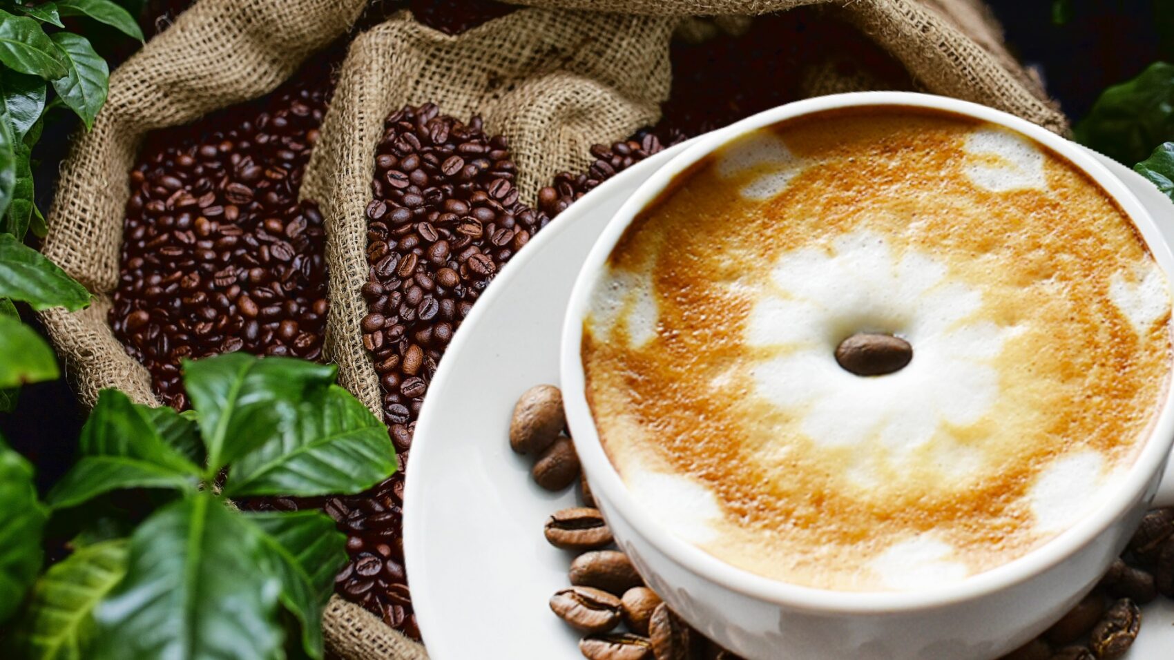 アポ山で栽培される希少な「ダバオ・コーヒー」 フィリピン最高峰の豊かな土壌が育む、スペシャリティコーヒーの魅力