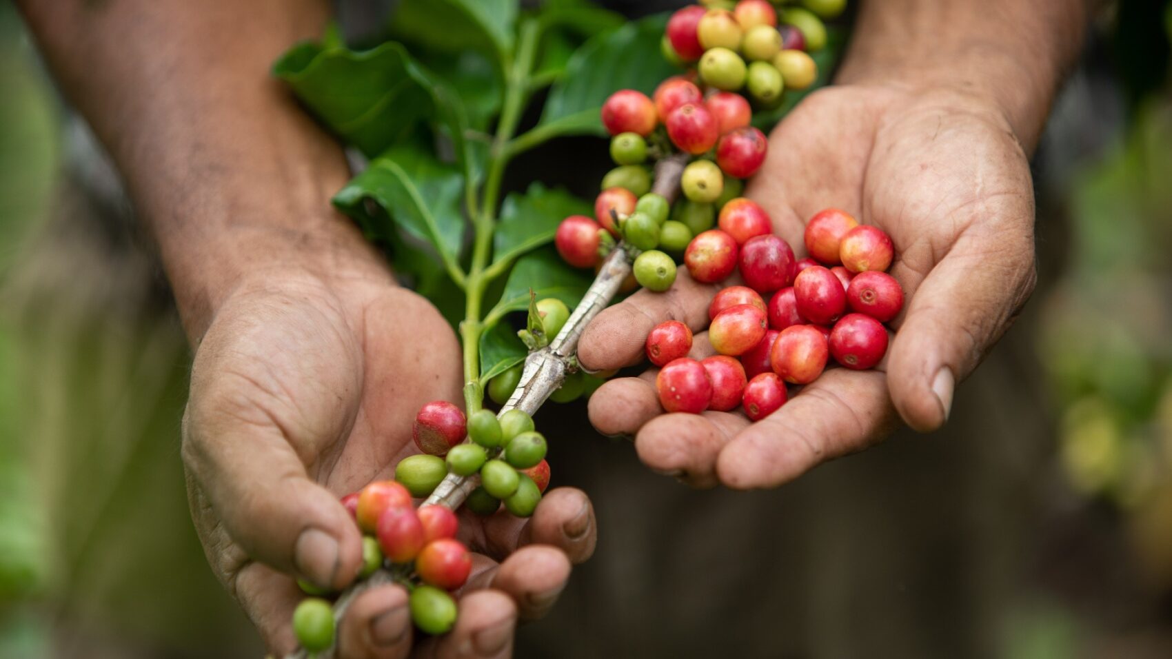 写真：Adobe Stock