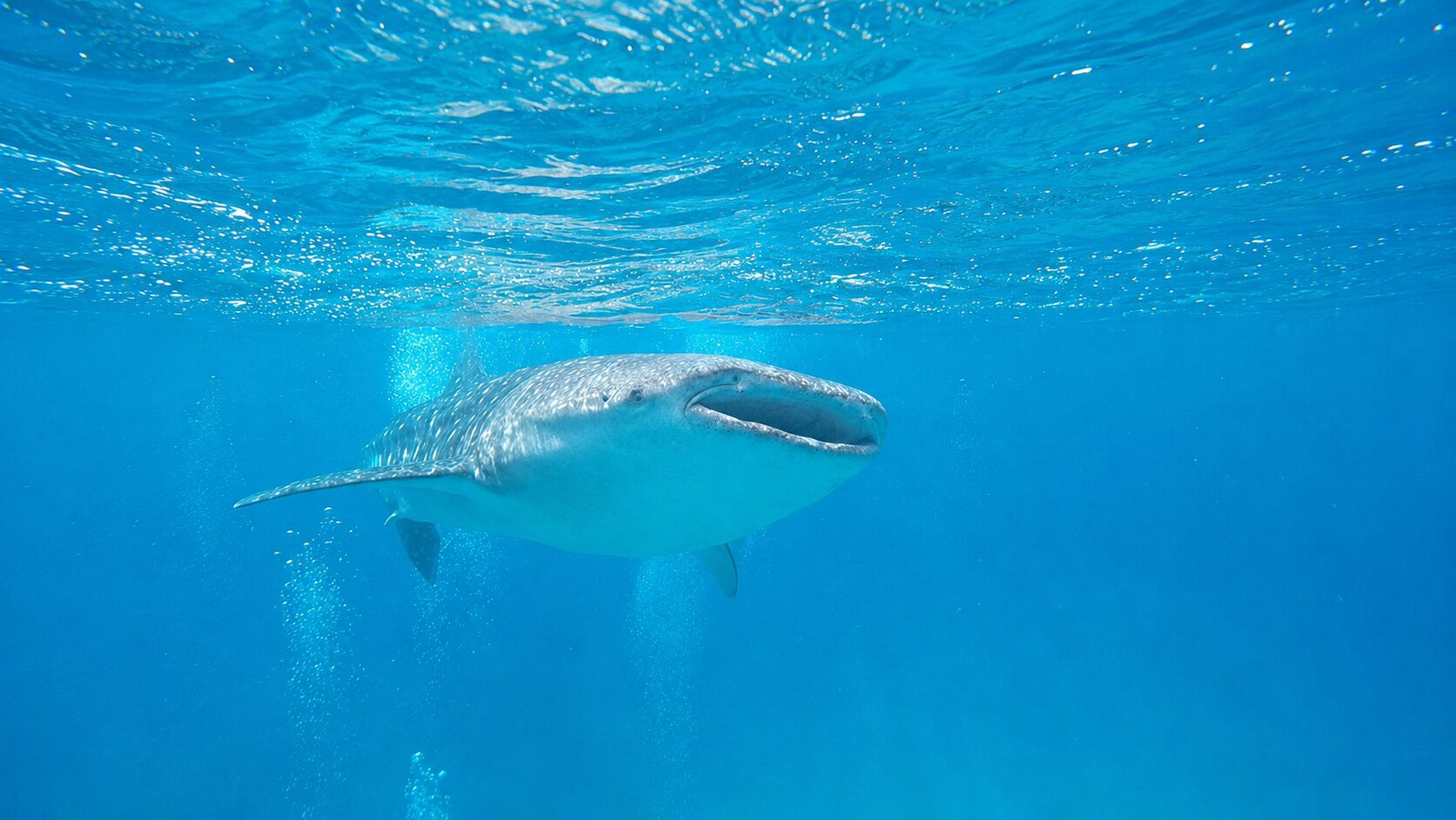 海中から見たジンベエザメ